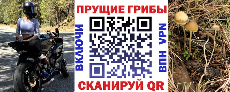 как найти закладки  Красавино  Псилоцибиновые грибы GOLDEN TEACHER 